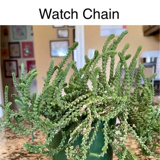 Watch Chain plant in Southaven, Mississippi