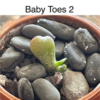 Baby Toes plant in Southaven, Mississippi
