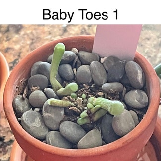 Baby Toes plant in Southaven, Mississippi