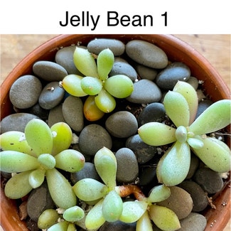 Jelly Bean Plant plant in Southaven, Mississippi