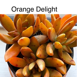 Sedum adolphi 'Orange Delight' plant in Southaven, Mississippi