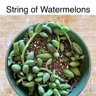 String of Watermelons plant in Southaven, Mississippi