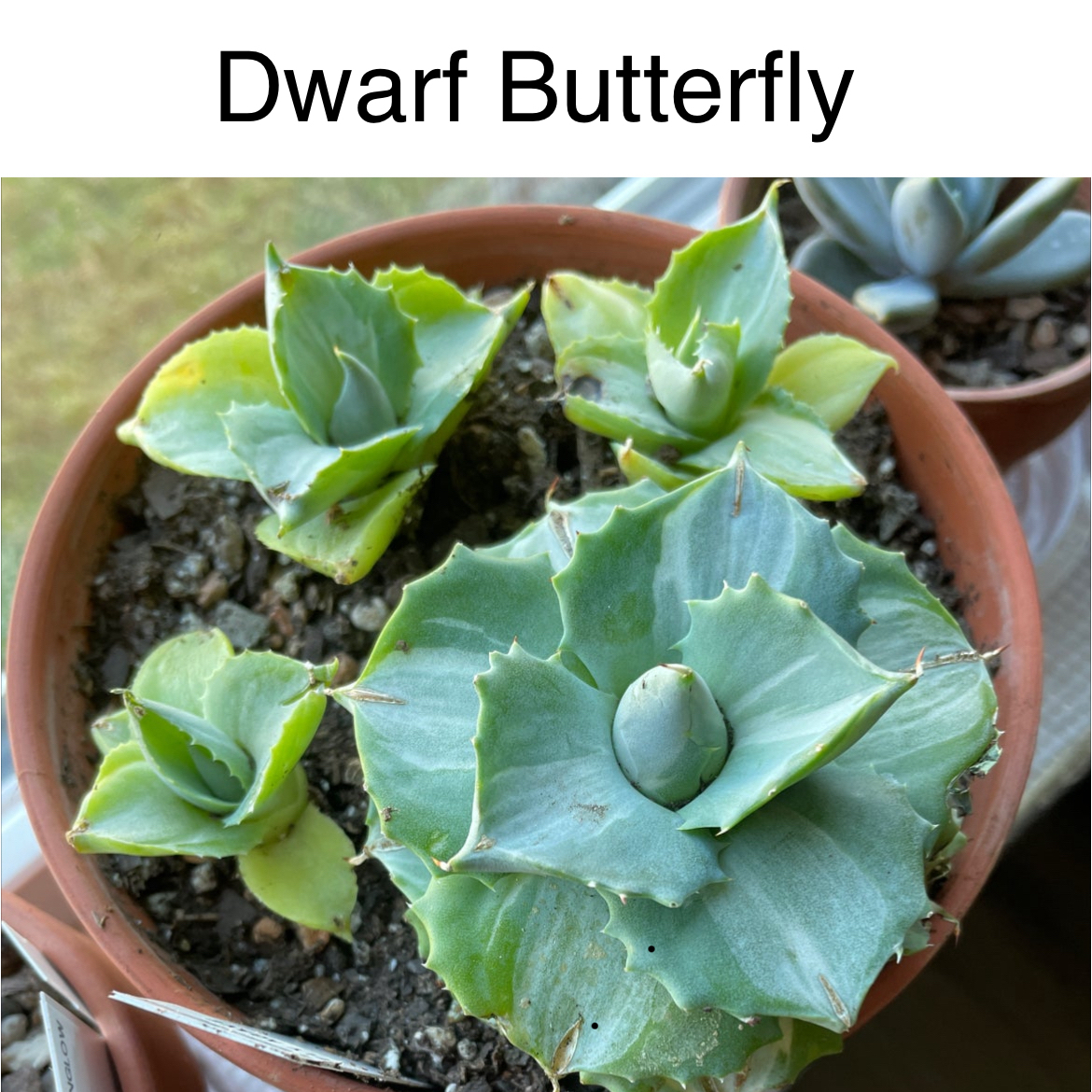 Photo of the plant species Dwarf Butterfly Agave by @TruthfulApricot named Dwarf Butterfly Agave on Greg, the plant care app
