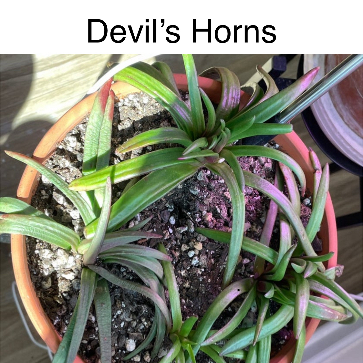 Photo of the plant species Devil's Horns by @TruthfulApricot named Devil’s Horns on Greg, the plant care app