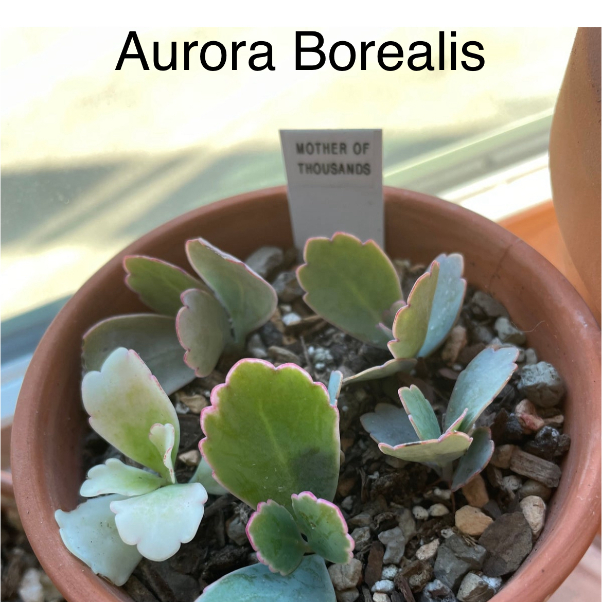 Aurora Borealis