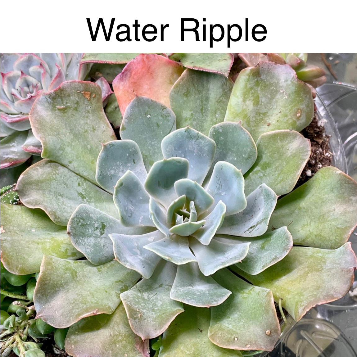 Photo of the plant species Echeveria 'Water Ripple' by @TruthfulApricot named Water Ripple on Greg, the plant care app