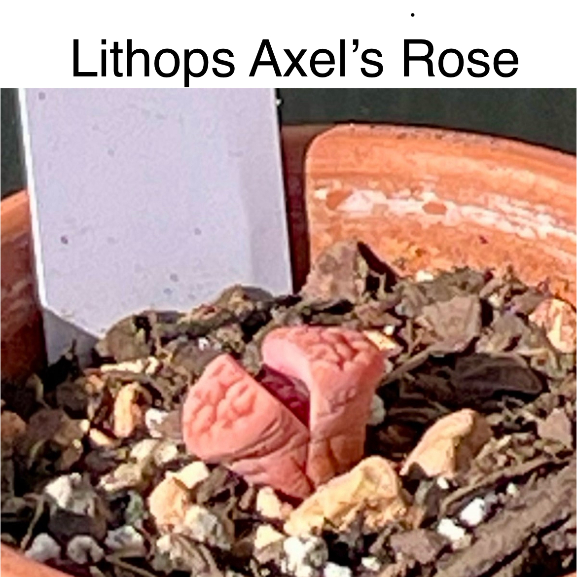 Photo of the plant species Living Stone by @TruthfulApricot named Lithos karasmontana “Axel’s Rose” on Greg, the plant care app