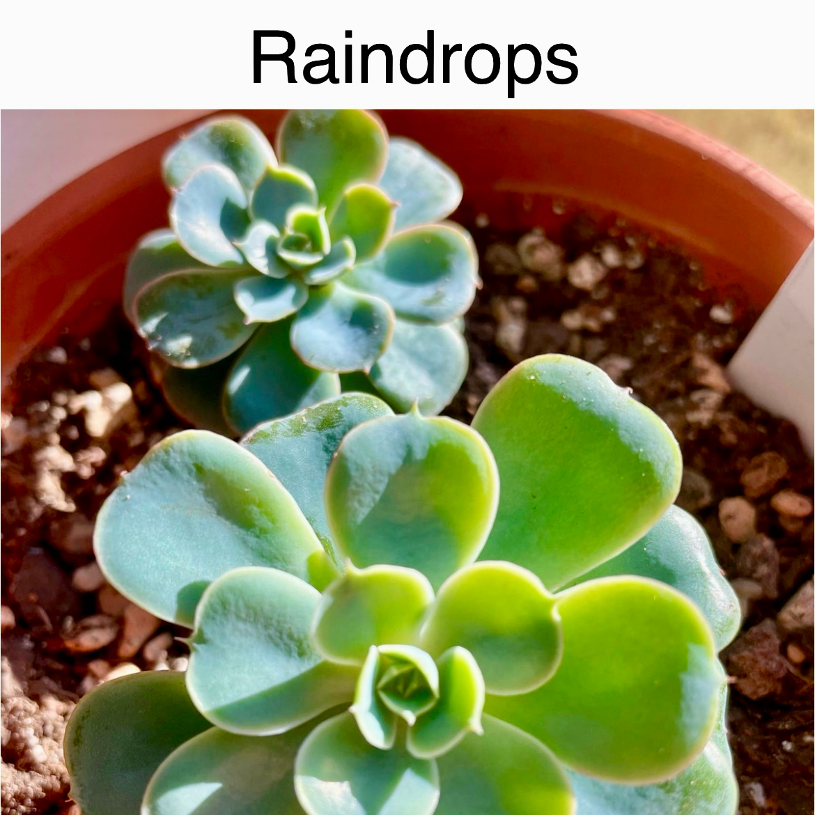 Raindrops