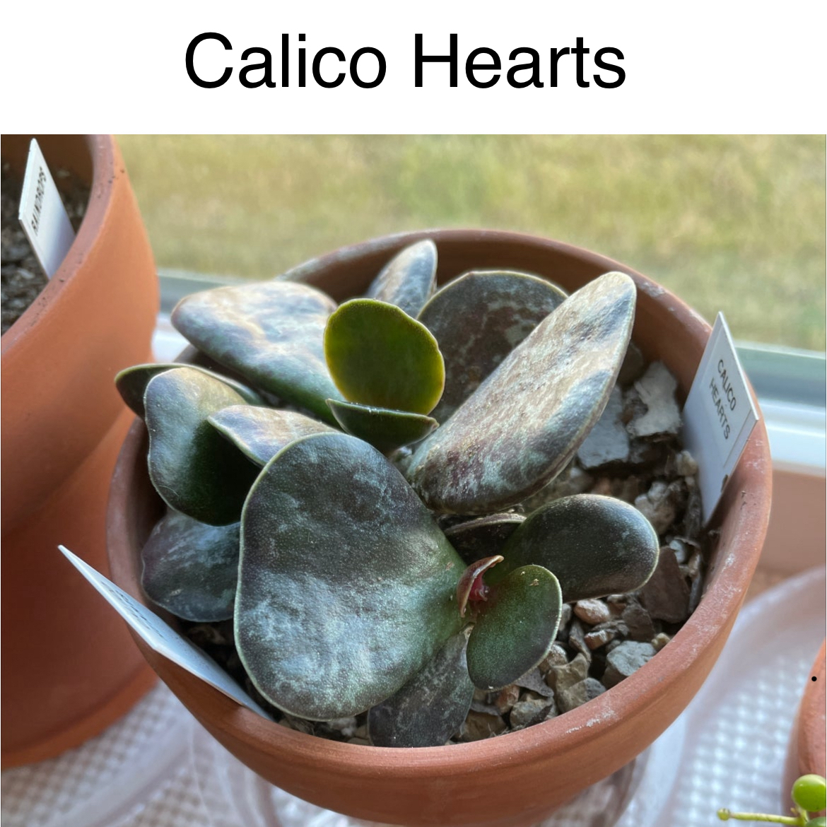 Photo of the plant species 'Calico Hearts Plant' by @TruthfulApricot named Calico Hearts on Greg, the plant care app