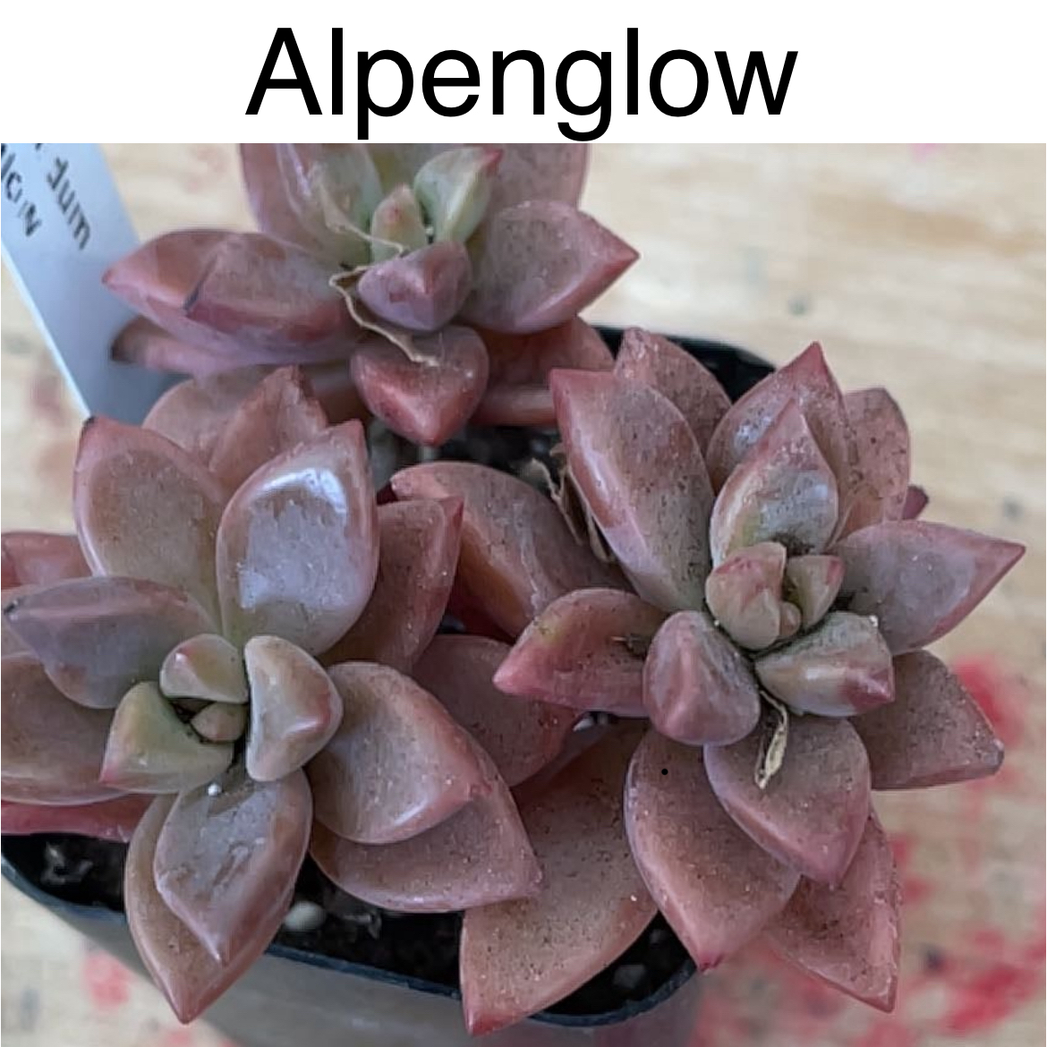 Photo of the plant species Graptosedum 'Alpenglow x Vera Higgins' by @TruthfulApricot named Alpenglow on Greg, the plant care app