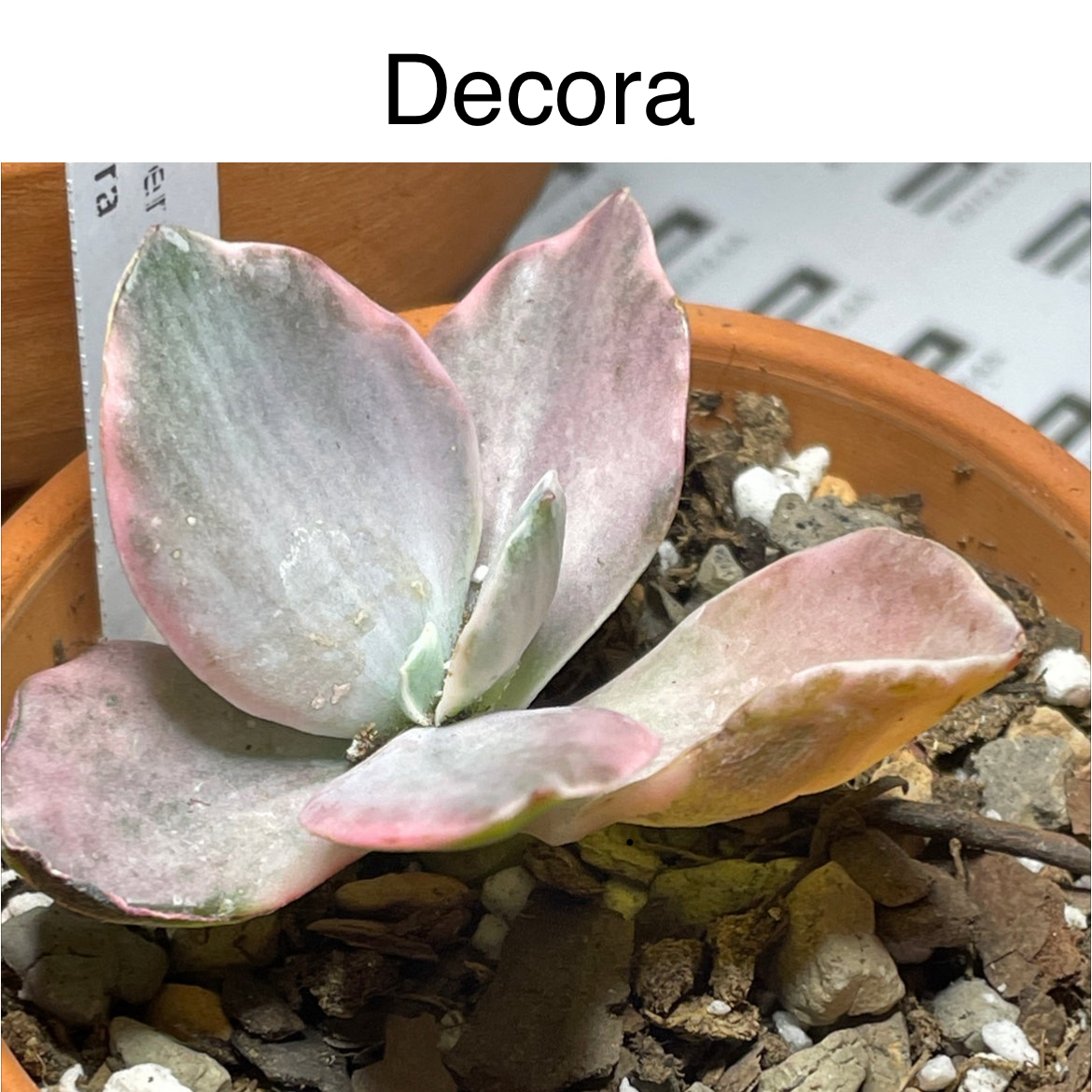 Photo of the plant species Echeveria Decora Variegata by @TruthfulApricot named Decora on Greg, the plant care app