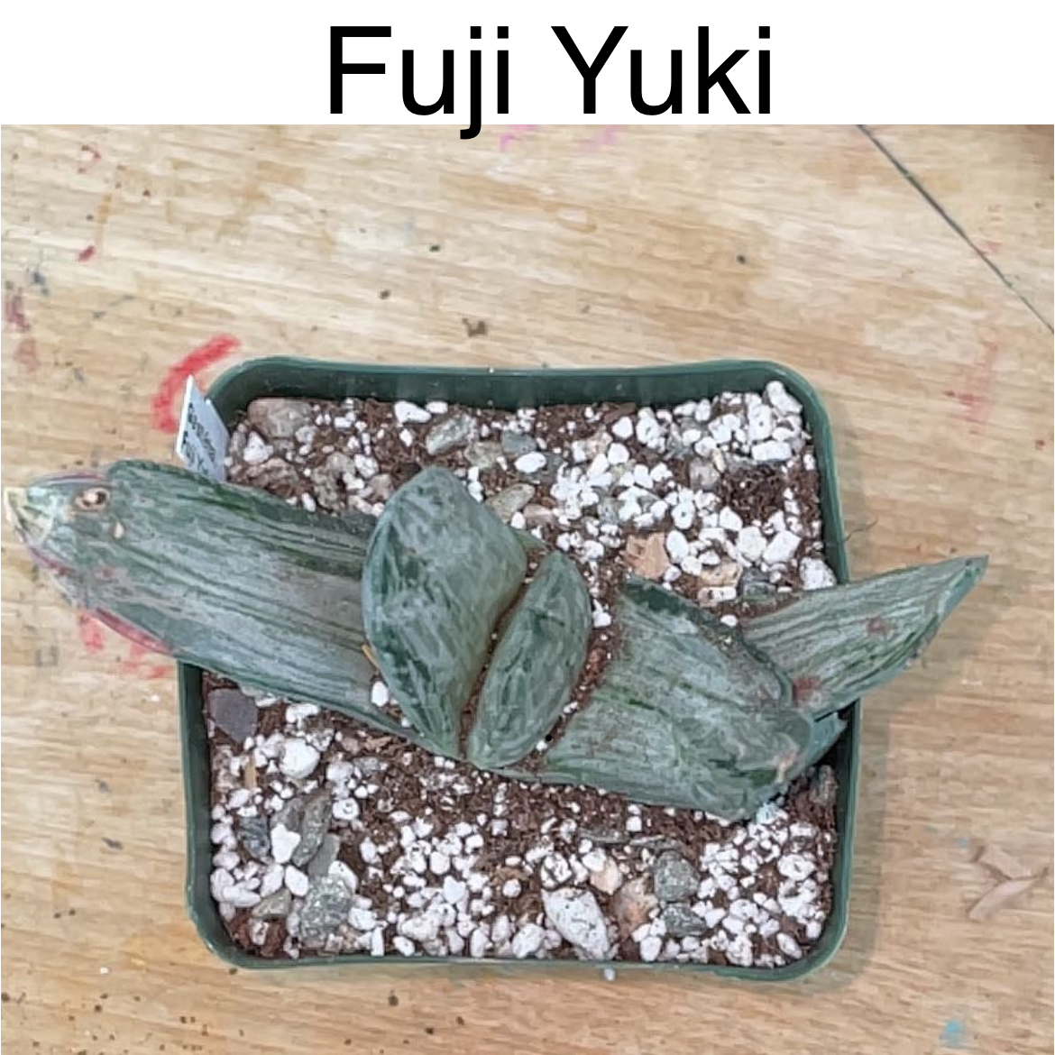Photo of the plant species Fuji Yuki by @TruthfulApricot named Fuji Yuki on Greg, the plant care app