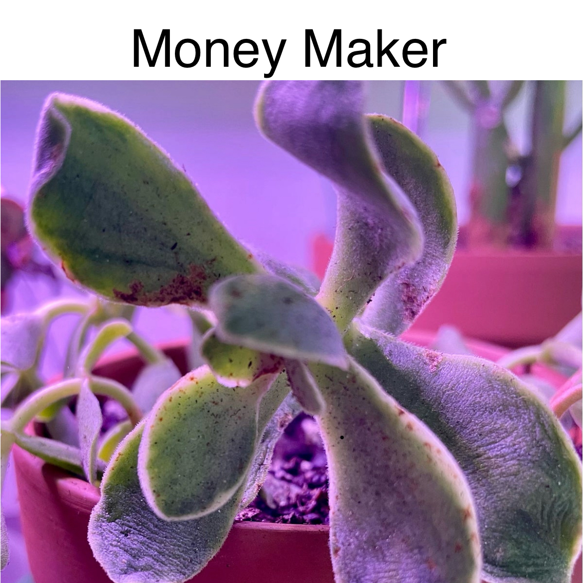 Photo of the plant species Money Maker by @TruthfulApricot named Money Maker on Greg, the plant care app