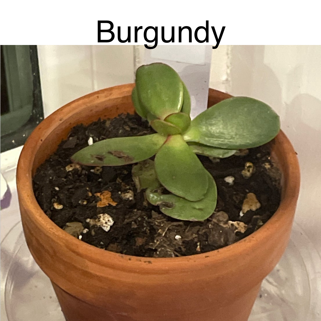 Photo of the plant species Crassula Platyphylla by @TruthfulApricot named Burgundy on Greg, the plant care app