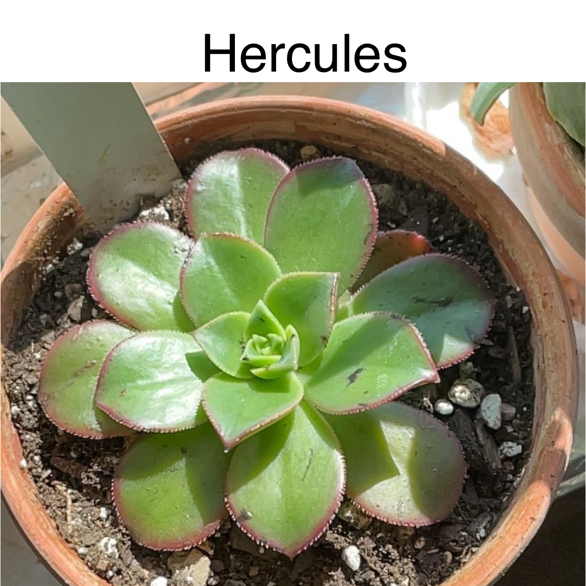Photo of the plant species Echeveria 'Hercules' by @TruthfulApricot named Hercules on Greg, the plant care app