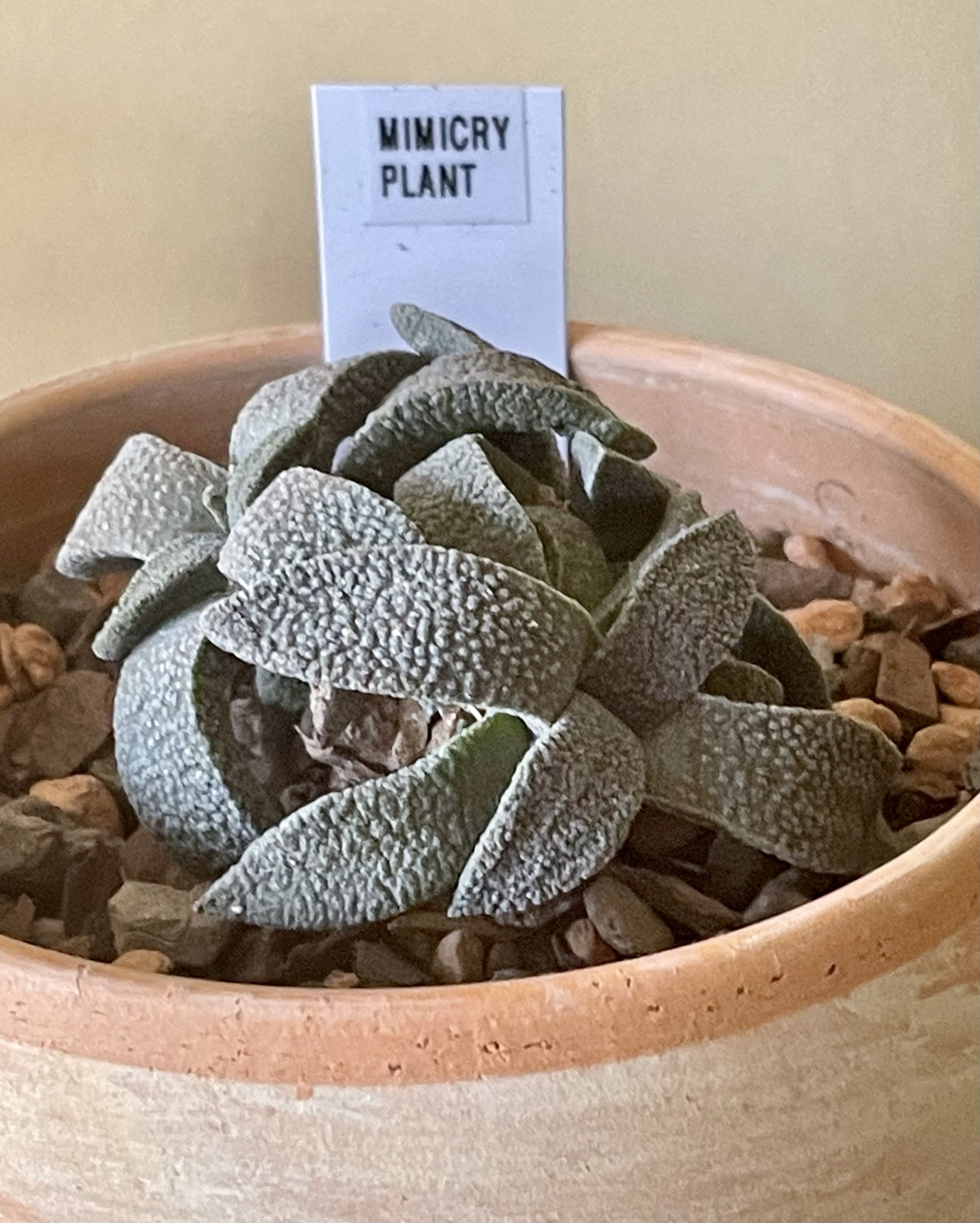 Photo from the post