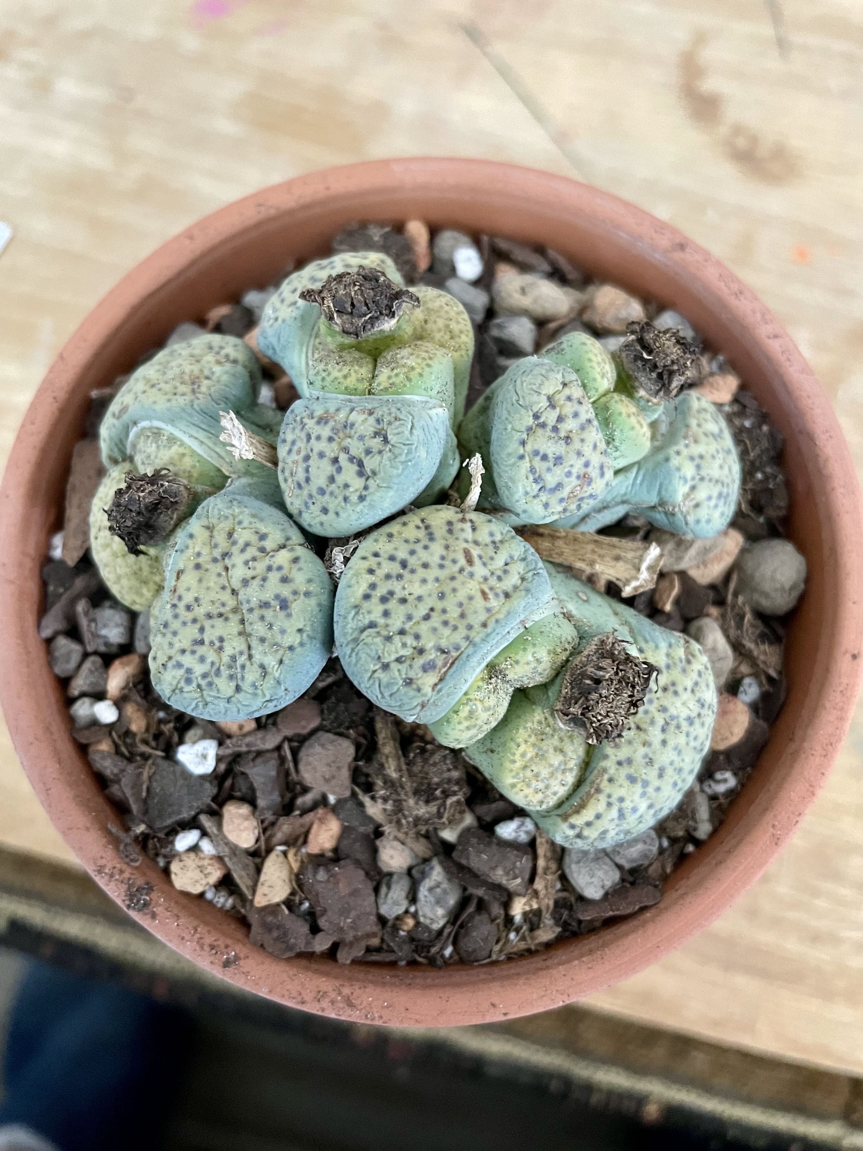 Living Stones Plant Care: Water, Light, Nutrients | Greg App 🌱