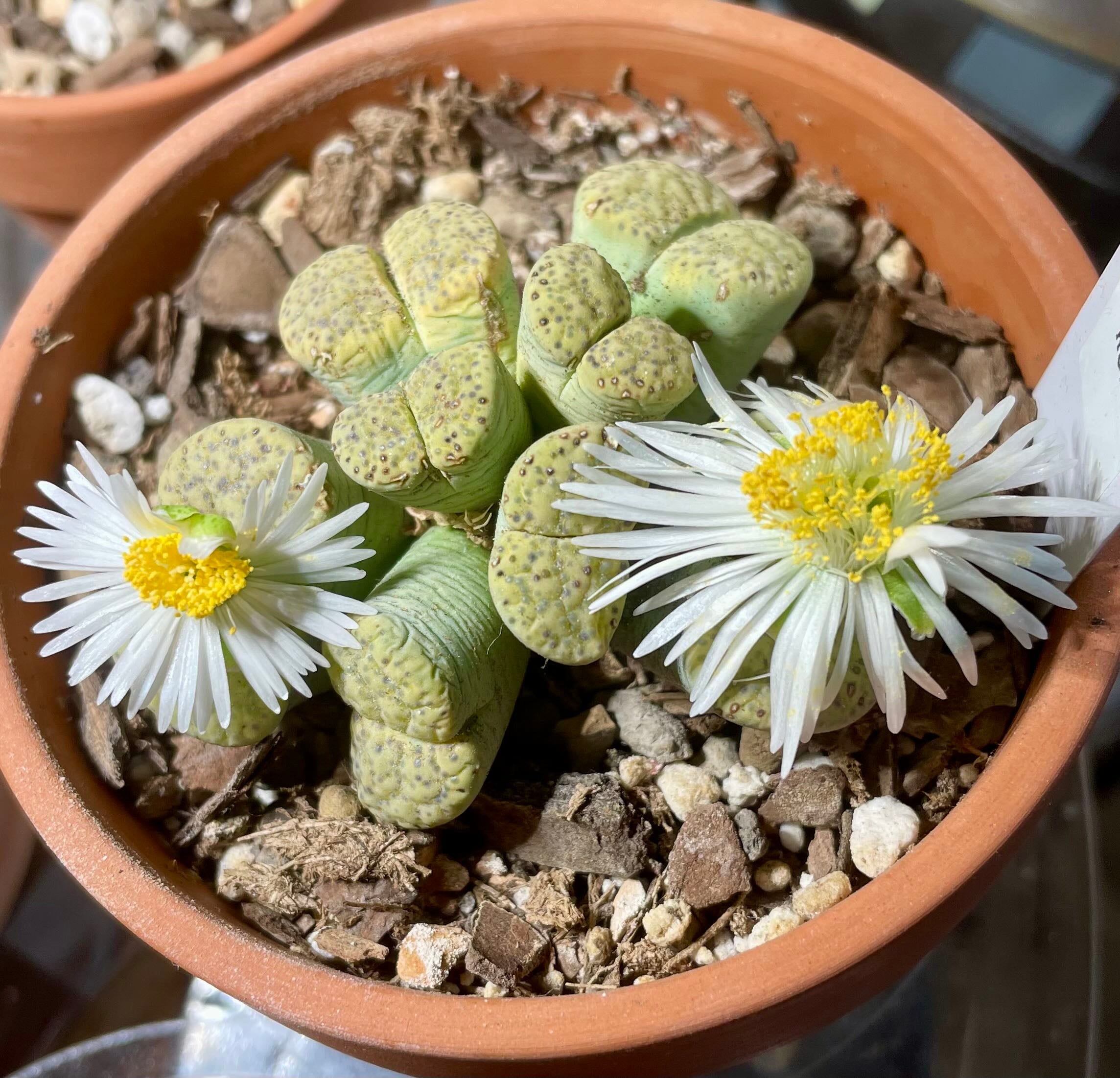 10 Factors Affecting Crassula 'Ladyfingers' Flowering 🌸