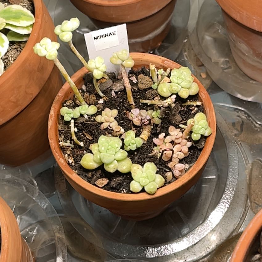 Photo of the plant species Graptopetalum 'Mirinae' by @TruthfulApricot named Mirinae on Greg, the plant care app