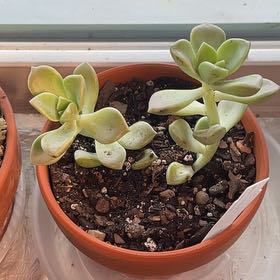Photo of the plant species Graptoveria 'Harry Watson' by @TruthfulApricot named Harry Watson on Greg, the plant care app