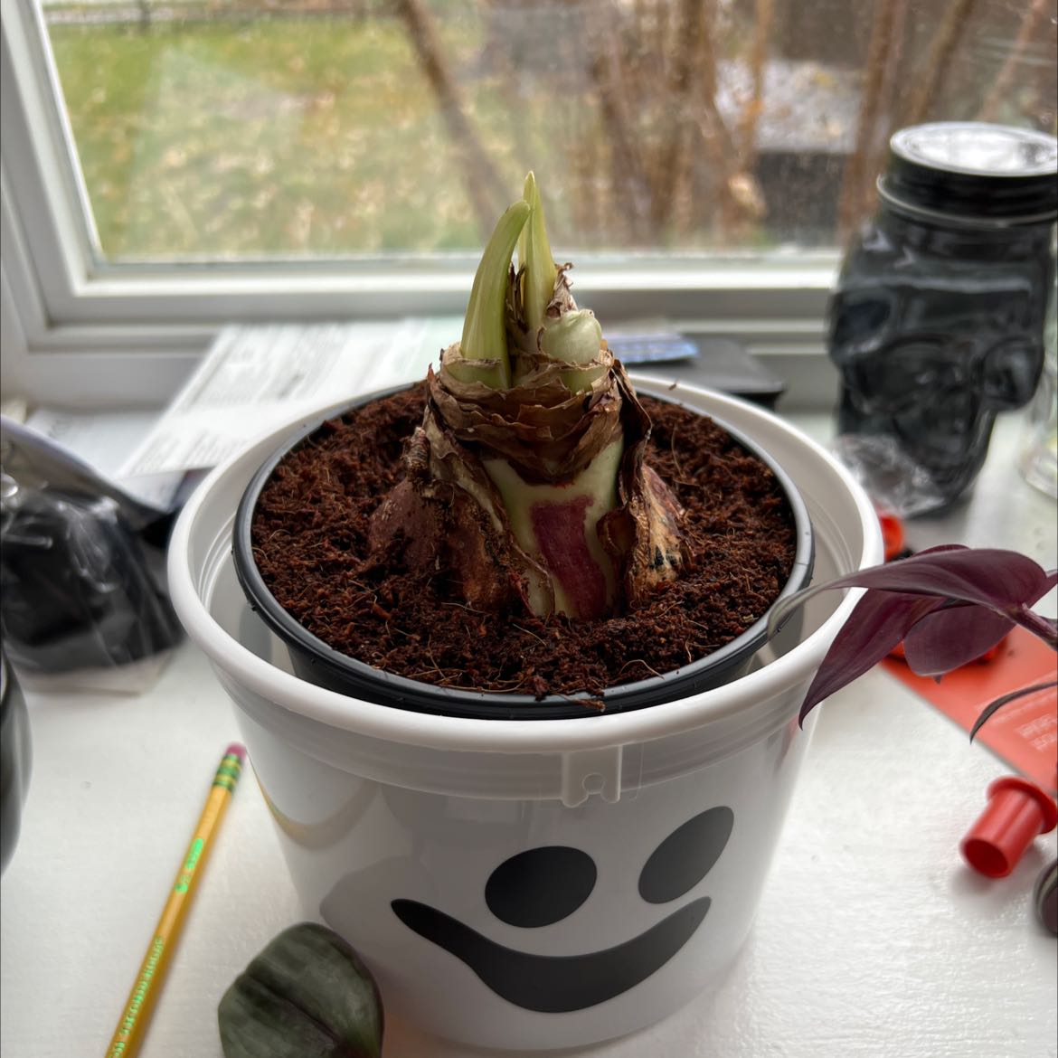 Potted Striped-Tubed Amaryllis in a white pot with a smiley face, early growth stage.
