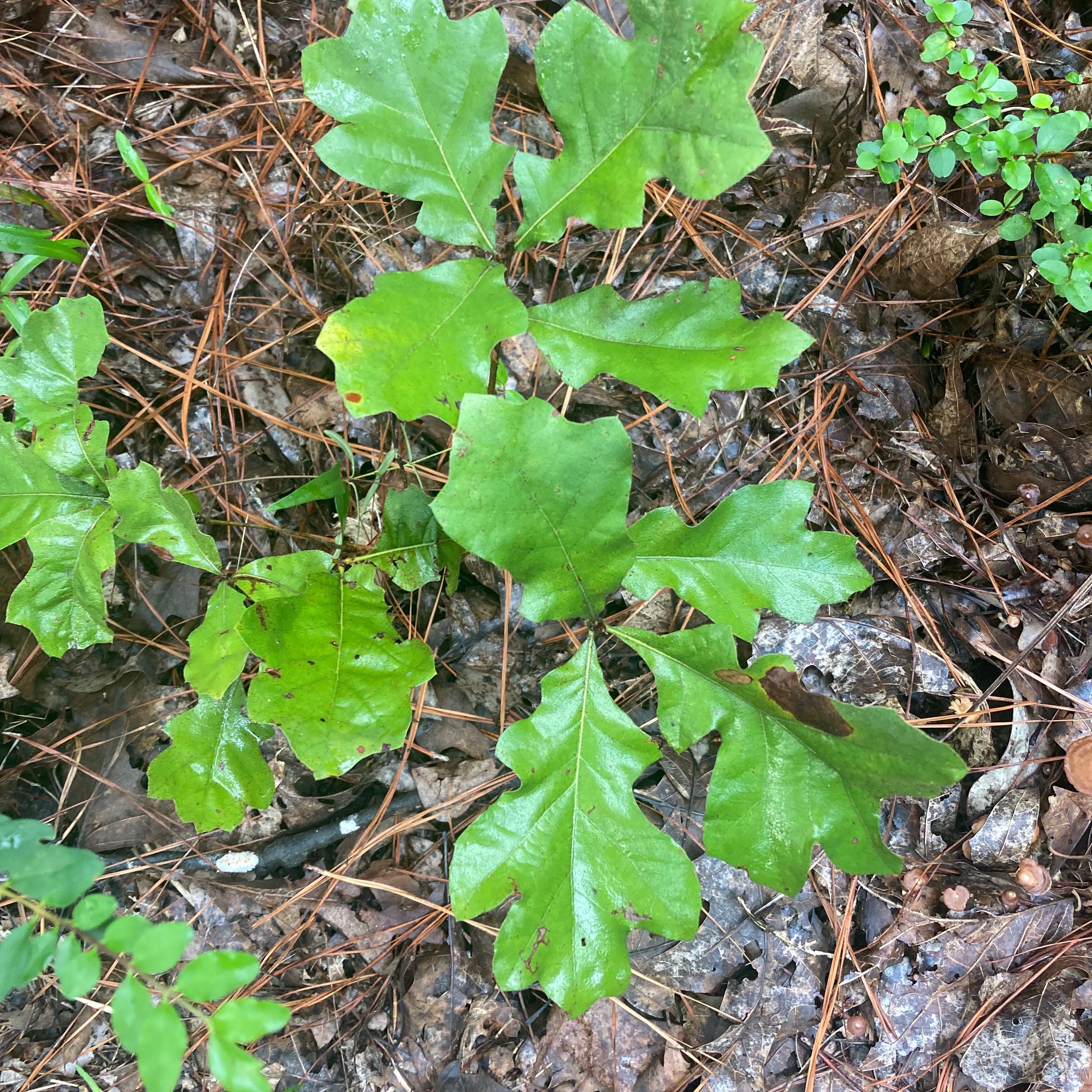 Plant care for Dalecamp's Oak on Greg, the plant care app