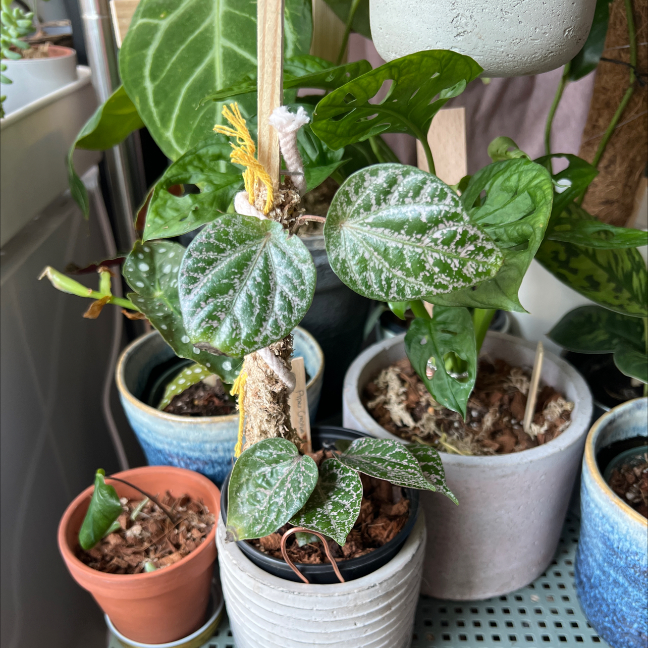 Potted Red Betel plant with variegated leaves, well-framed and in focus.