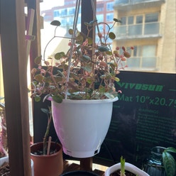 Peperomia 'Ruby Cascade' plant