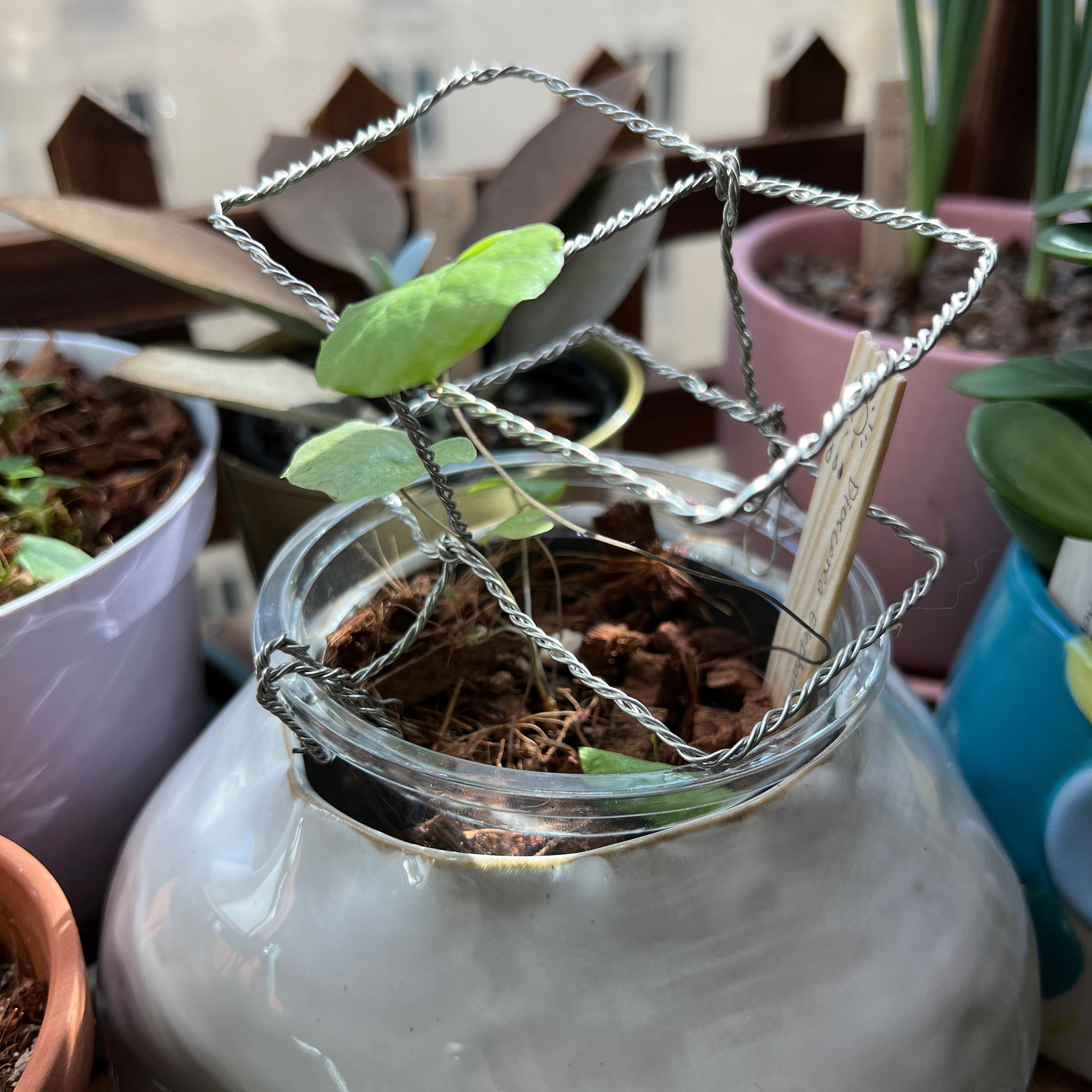 Potted Hottentot Bread plant with green leaves in a glass container, supported by a wire structure.