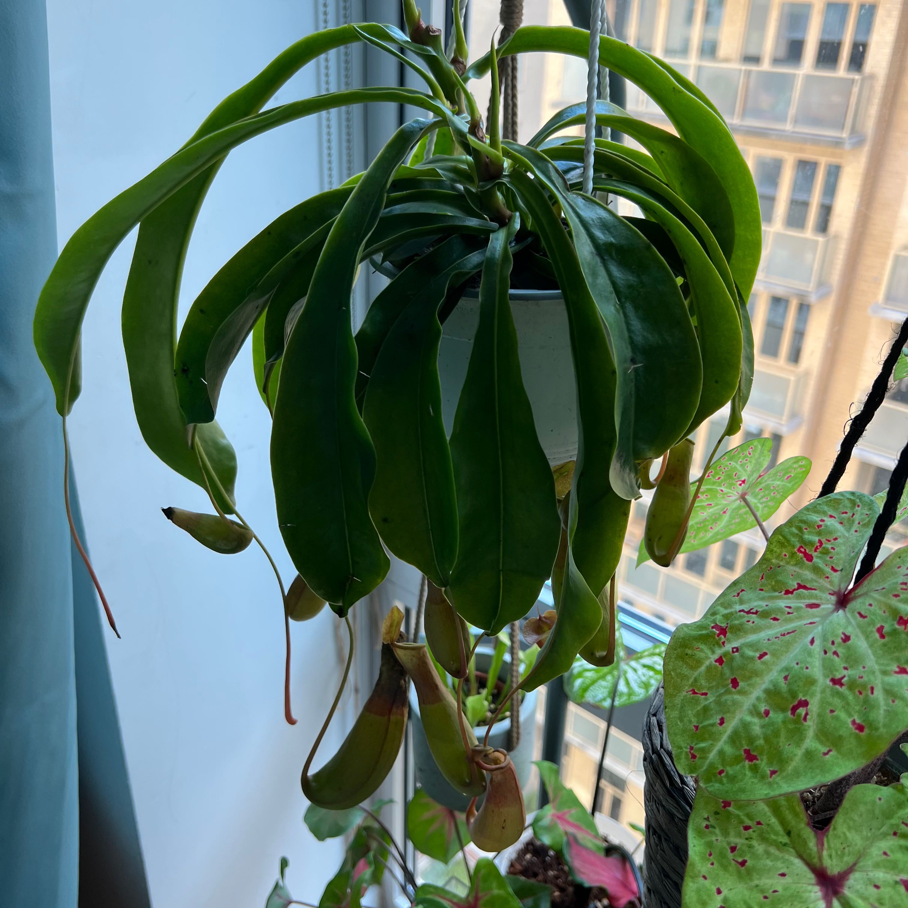 Nepenthes ventricosa Pitcher Plant with several pitchers hanging from the leaves, indoors near a window.