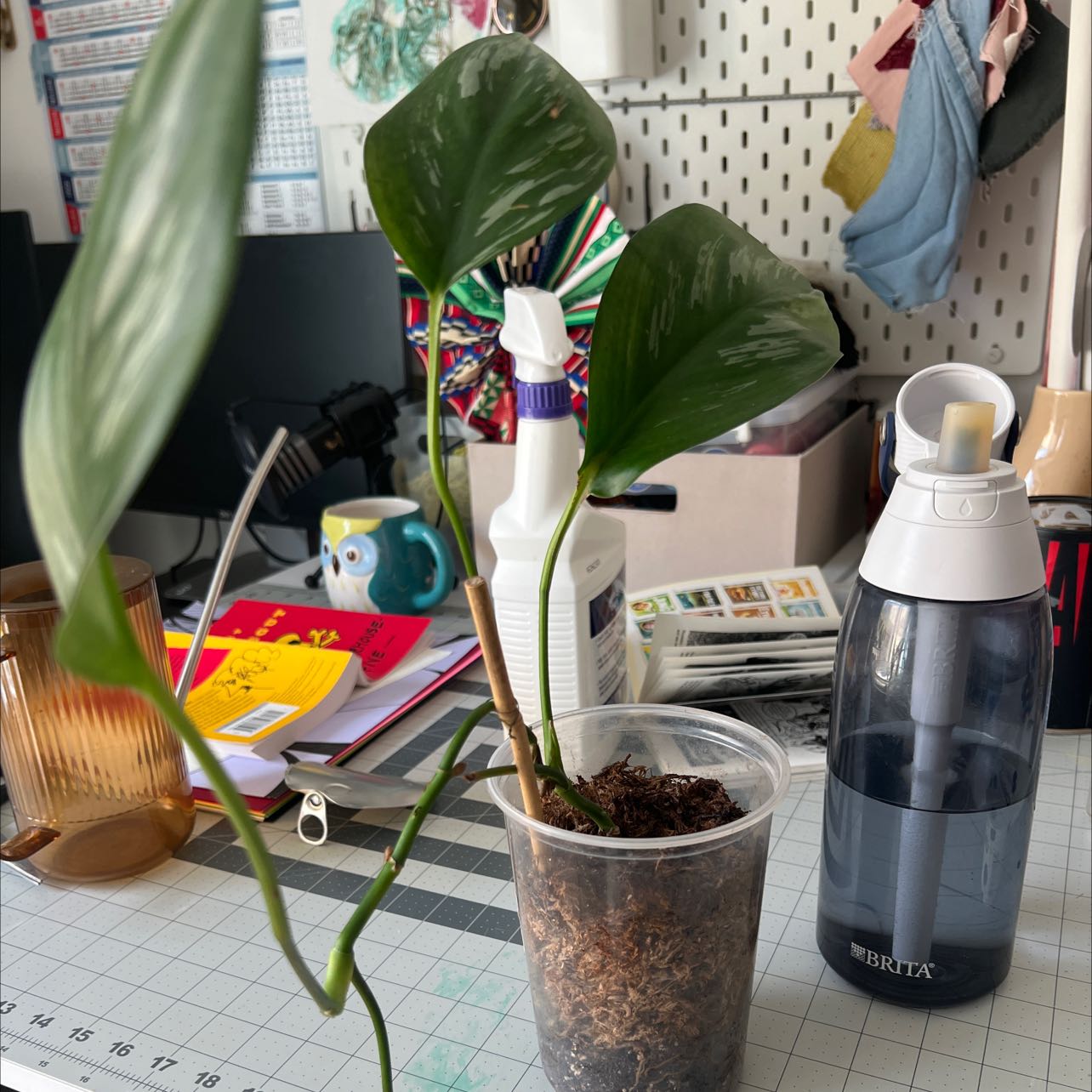Scindapsus treubii 'Dark Form' plant in a clear plastic pot with visible soil, surrounded by household items.