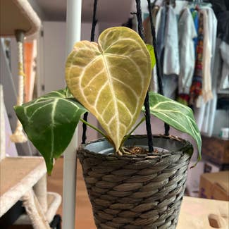 Crystal Anthurium plant in New York, New York