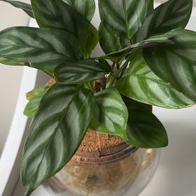 Photo of the plant species Ctenanthe 'Silver Star' by @rosesforleo named Star on Greg, the plant care app