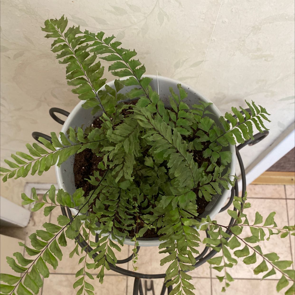 Rough Maidenhair Fern in a pot, healthy with vibrant green fronds.