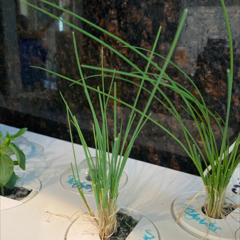 Healthy Chinese Chives plant in a hydroponic setup with long, thin green leaves.
