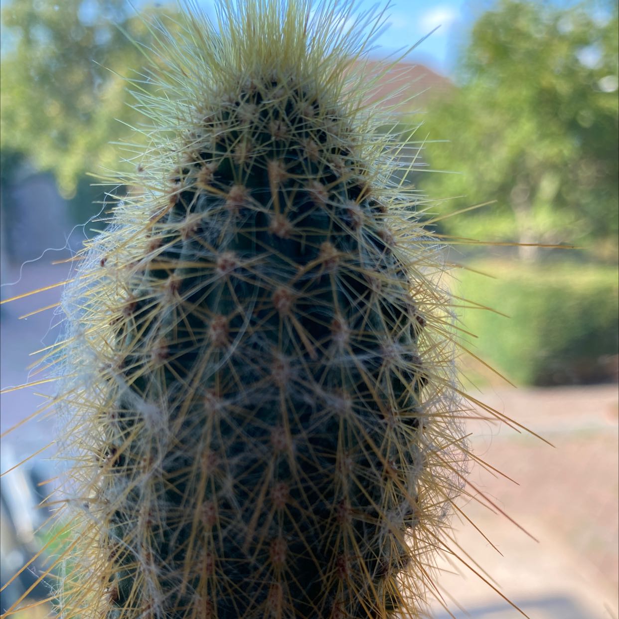 Close-up of a Golden Snakecactus with visible spines and a blurred background.