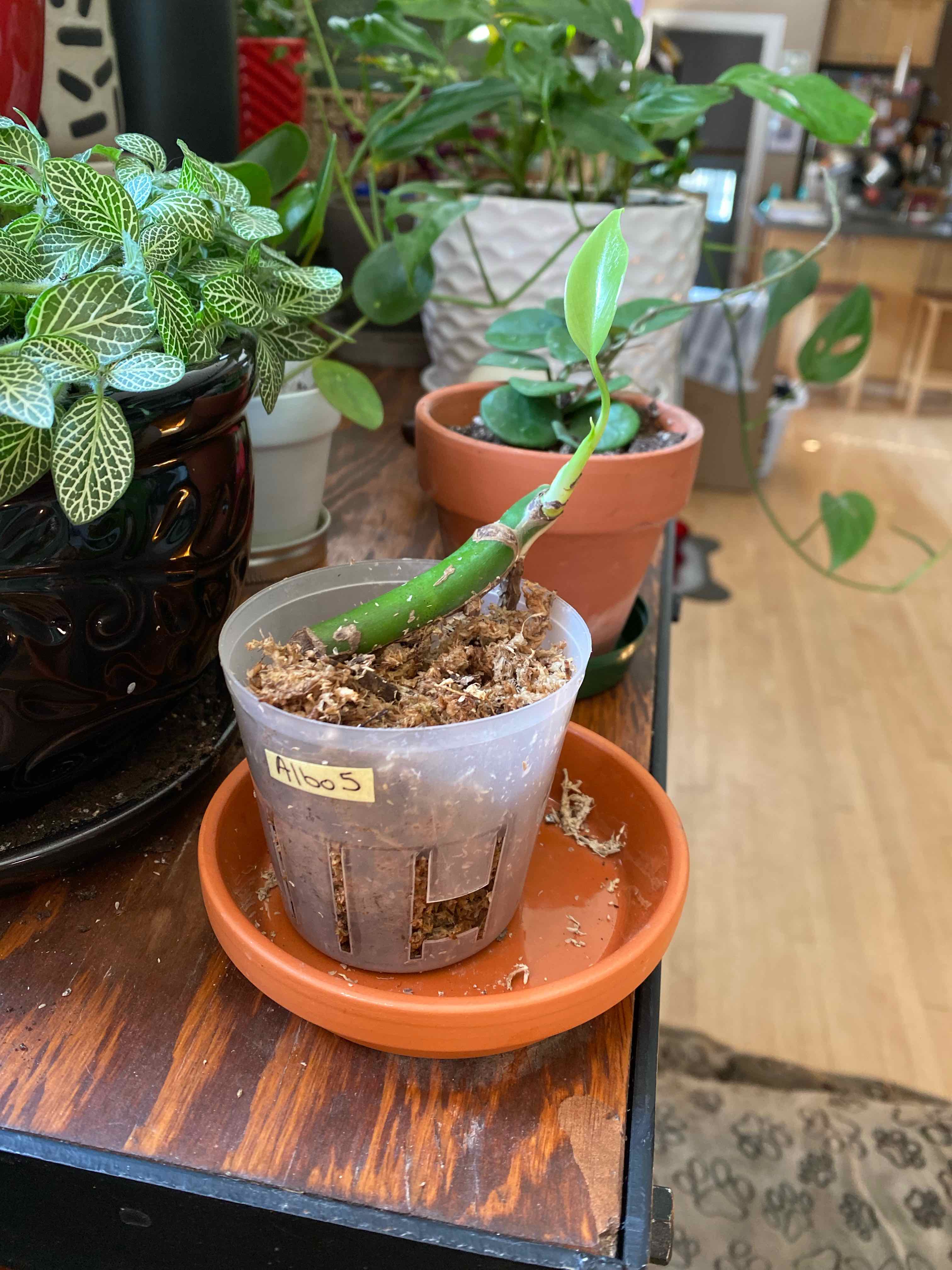 Young Monstera 'Albo' plant in a transparent pot with visible soil, surrounded by other plants.