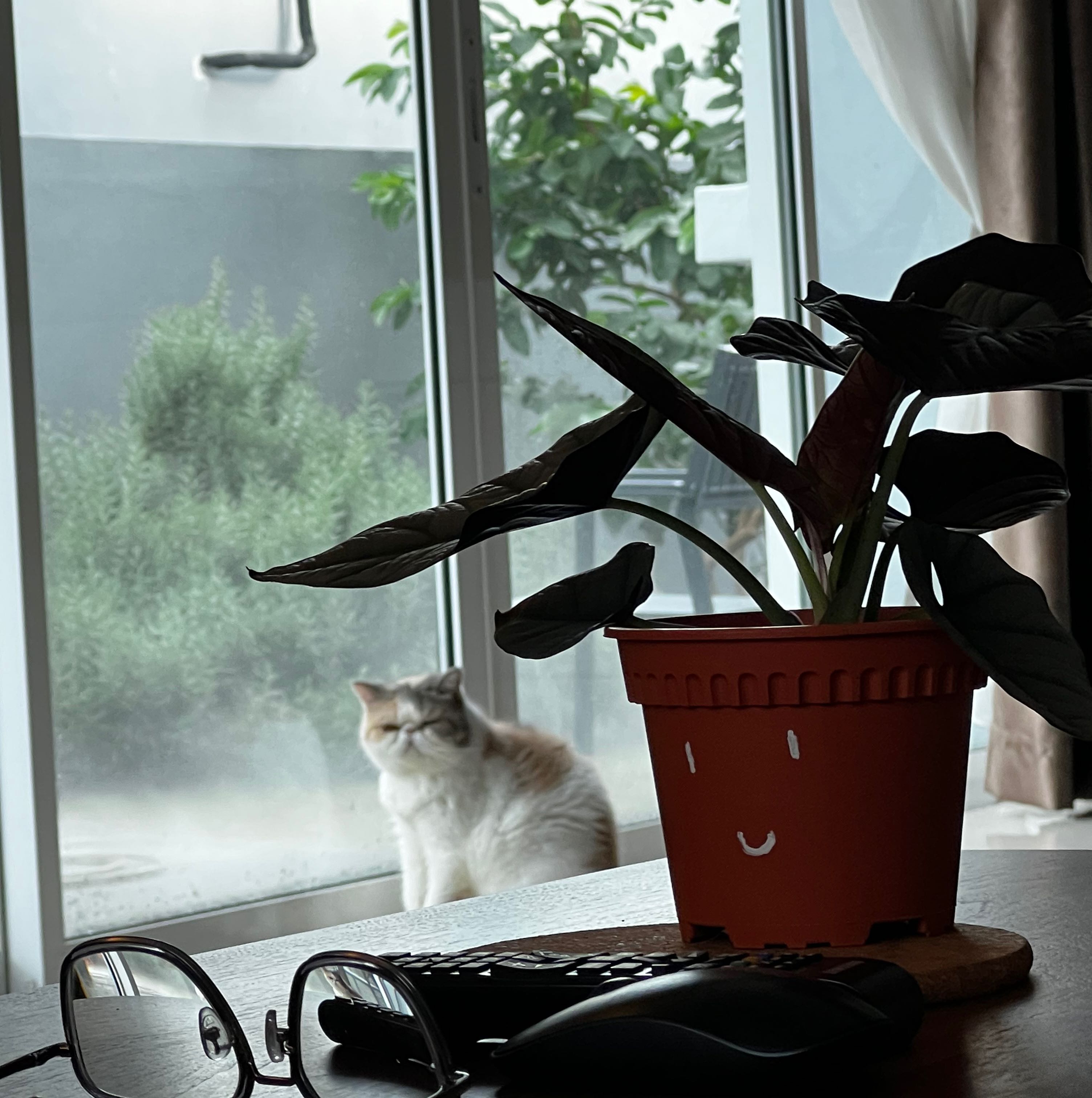 Potted Alocasia nebula 'Imperialis' plant on a table near a window with a cat outside.
