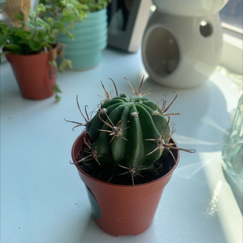 A small cactus in a brown pot with other plants and household items in the background.