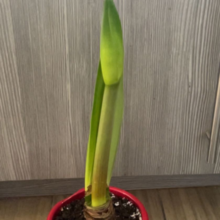 Photo of the plant species Paperwhite by @BigtimeHoupara named Jingle on Greg, the plant care app