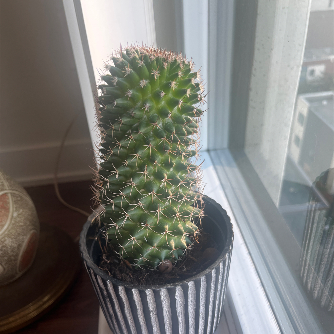 Photo of the plant species Pincushion cactus by @TenableLipandra named Keanu Leaves 0-1 on Greg, the plant care app