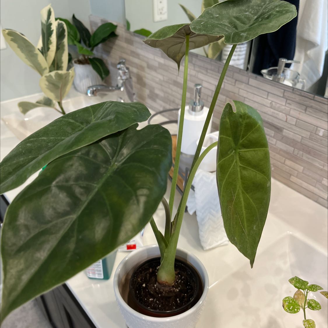 Potted New Guinea Shield plant with large, dark green leaves in a bathroom setting.