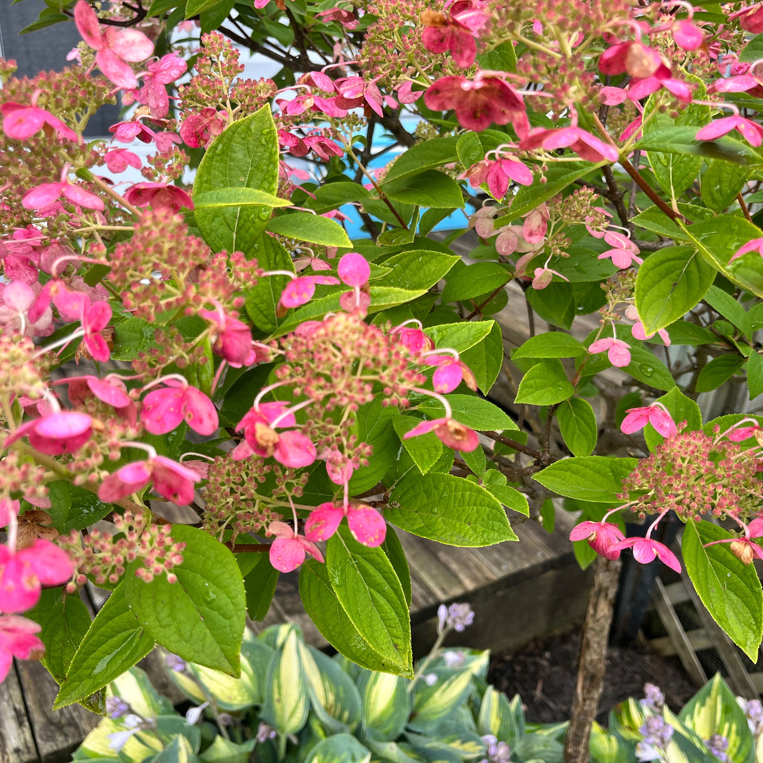 Panicle Hydrangea with vibrant pink flowers and healthy green leaves.
