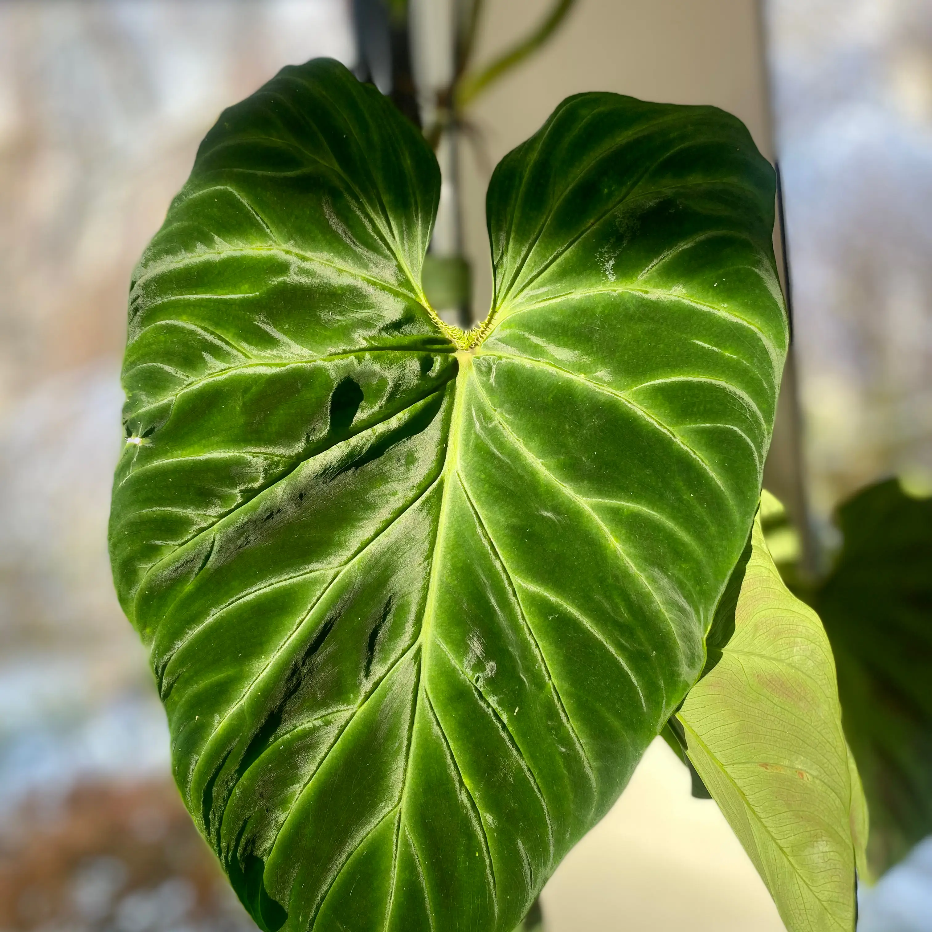 Photo of the plant species Philodendron verrucosum 'Glow' by @ZippyPeanut named DeeDee on Greg, the plant care app
