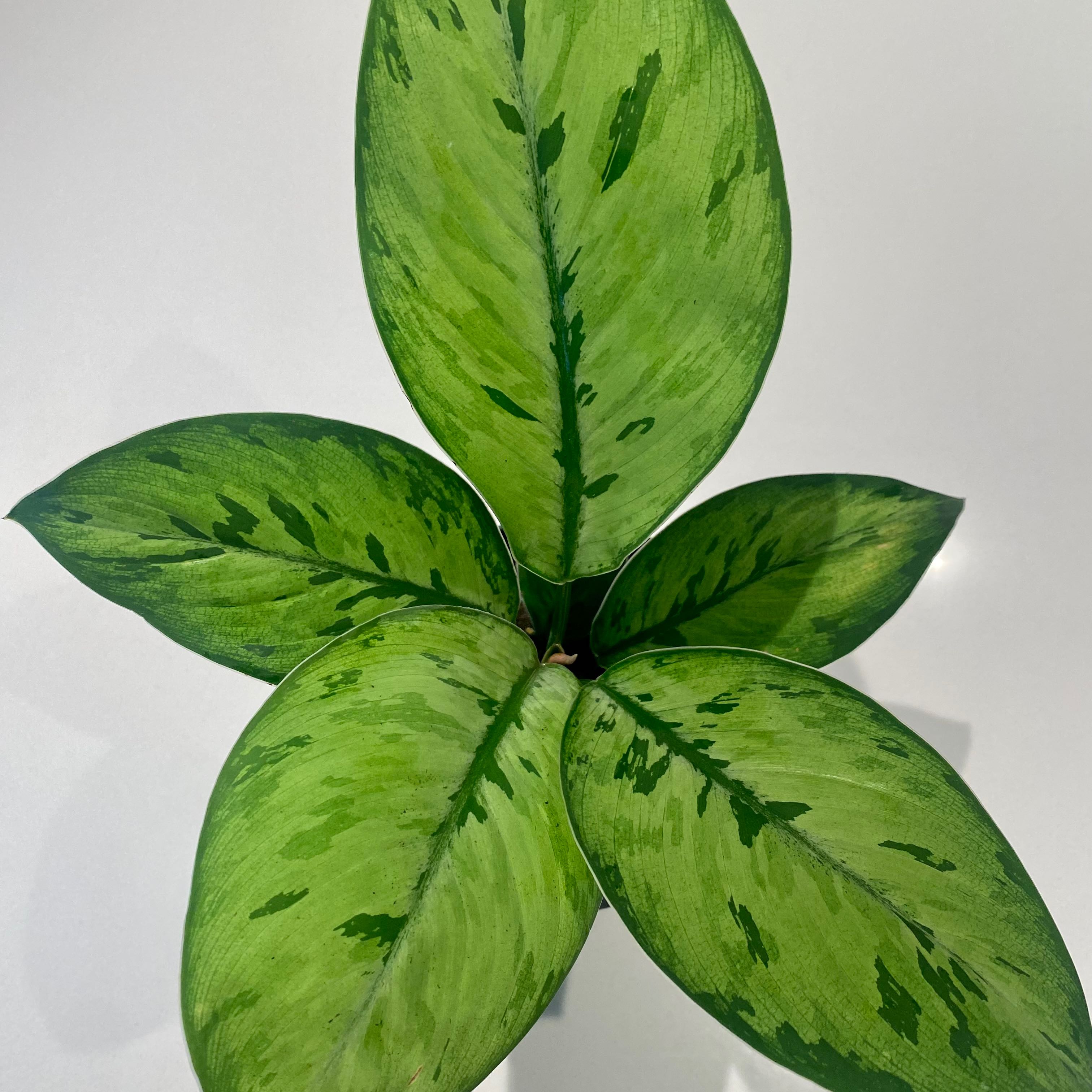 Homalomena 'Selby' plant with five variegated green leaves.