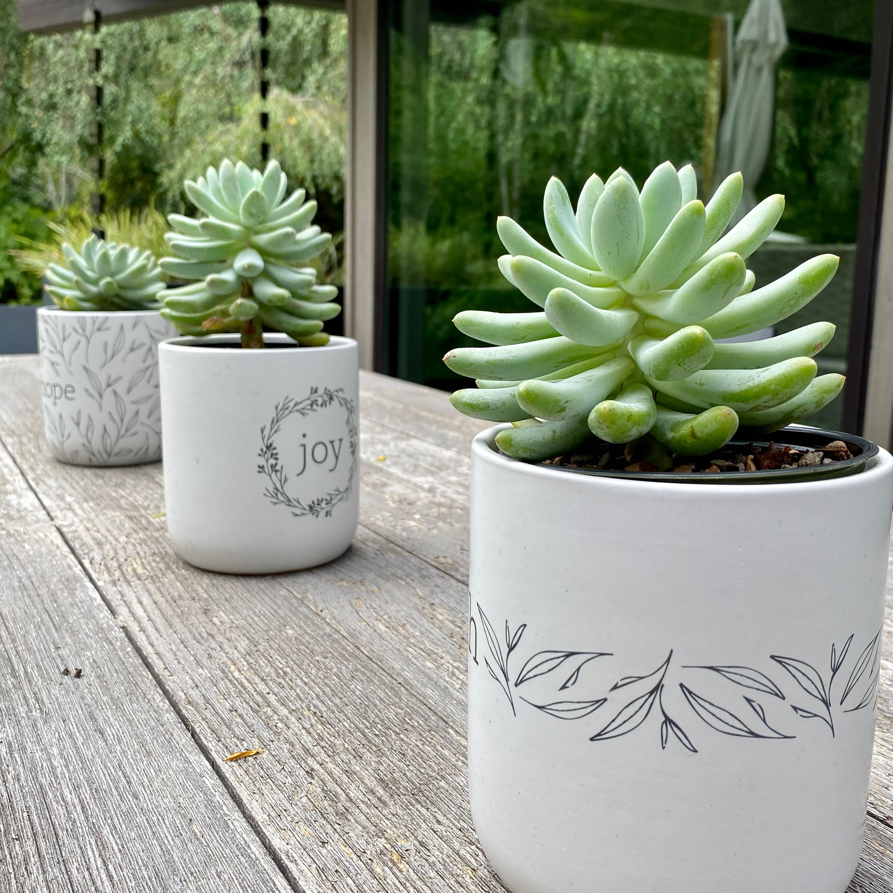 Photo of the plant species Bunny Ear Succulents by @ZippyPeanut named Succulent trio on Greg, the plant care app