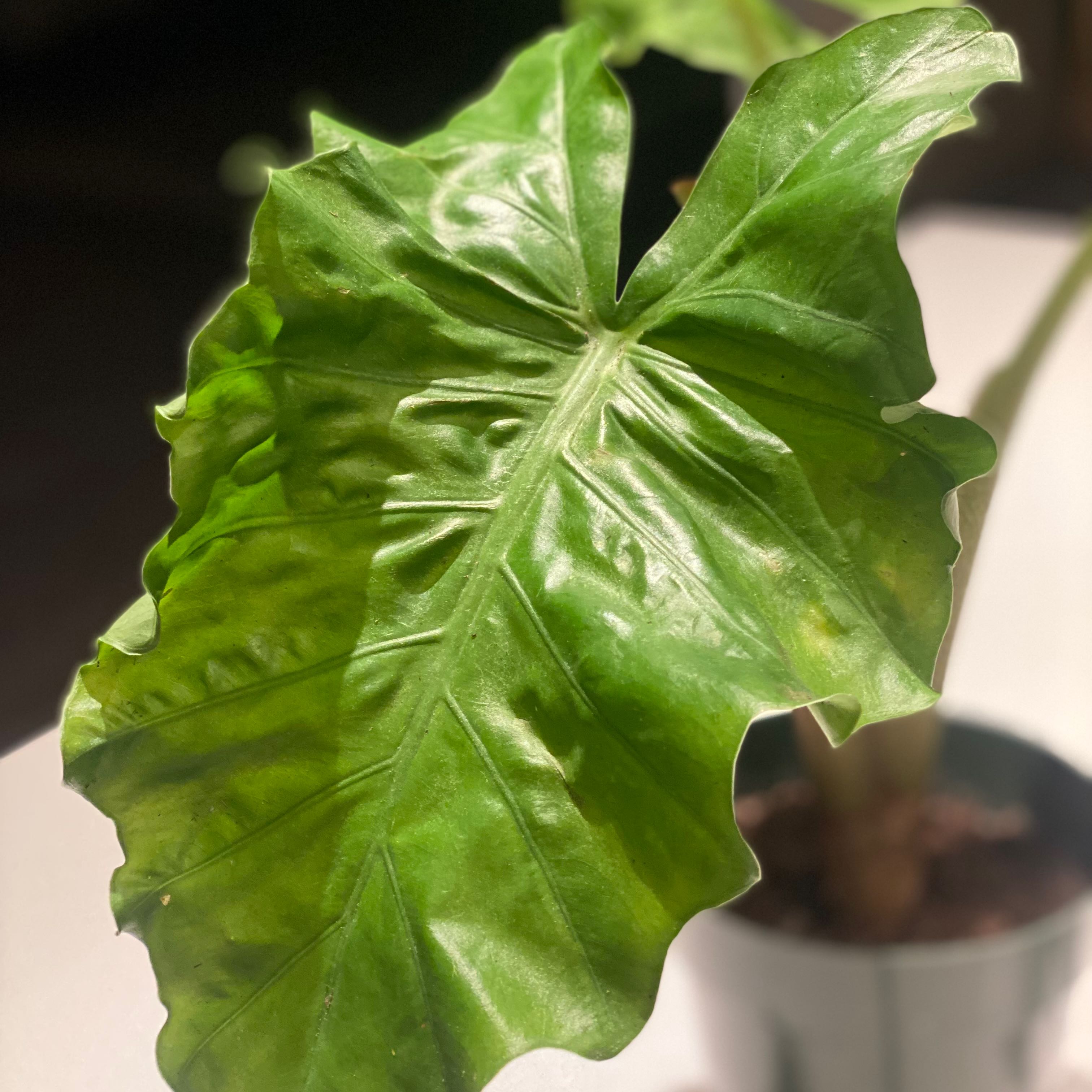 Close-up of a healthy Alocasia 'Low Rider' leaf with vibrant green color.
