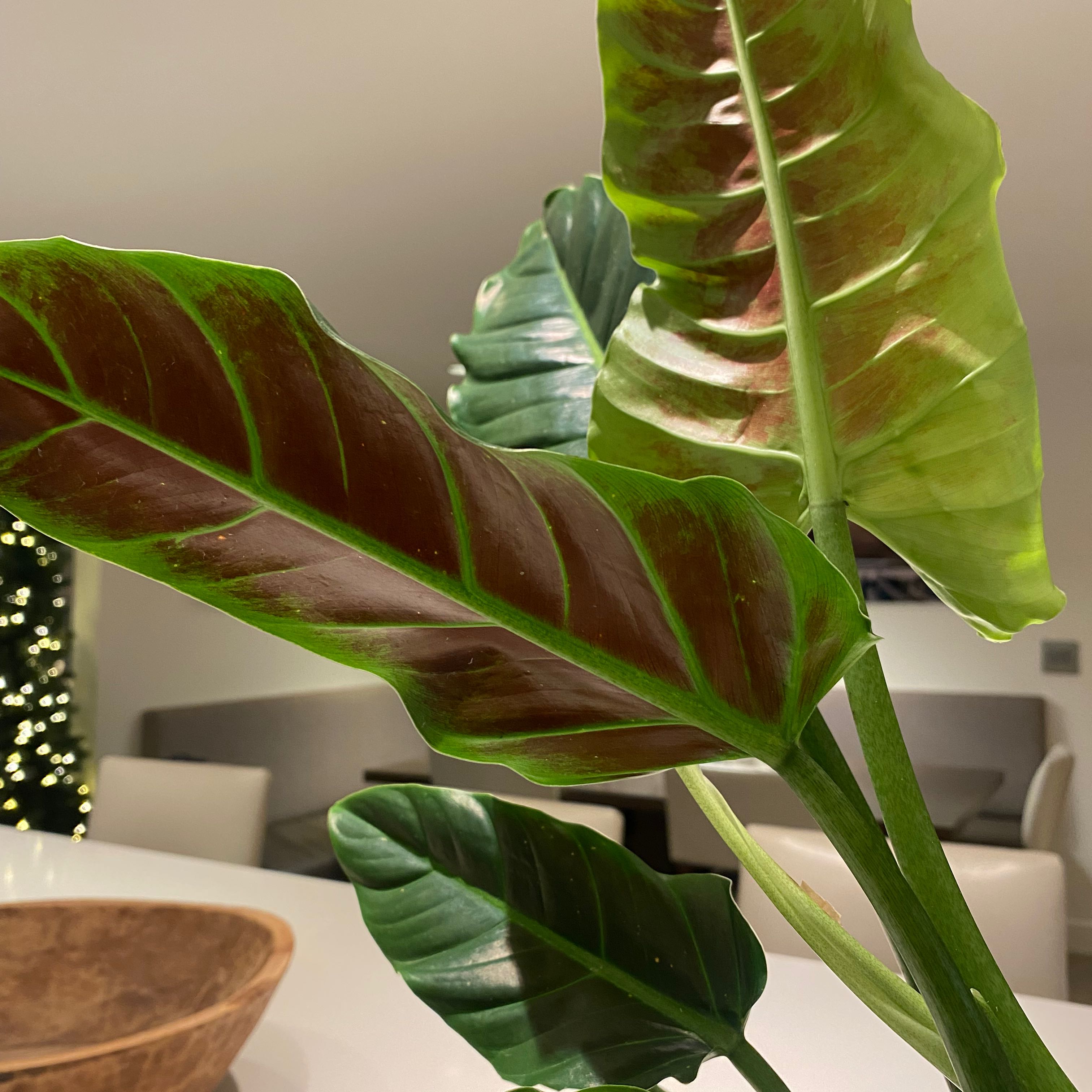Philodendron subhastatum plant with healthy green leaves and red undersides indoors.