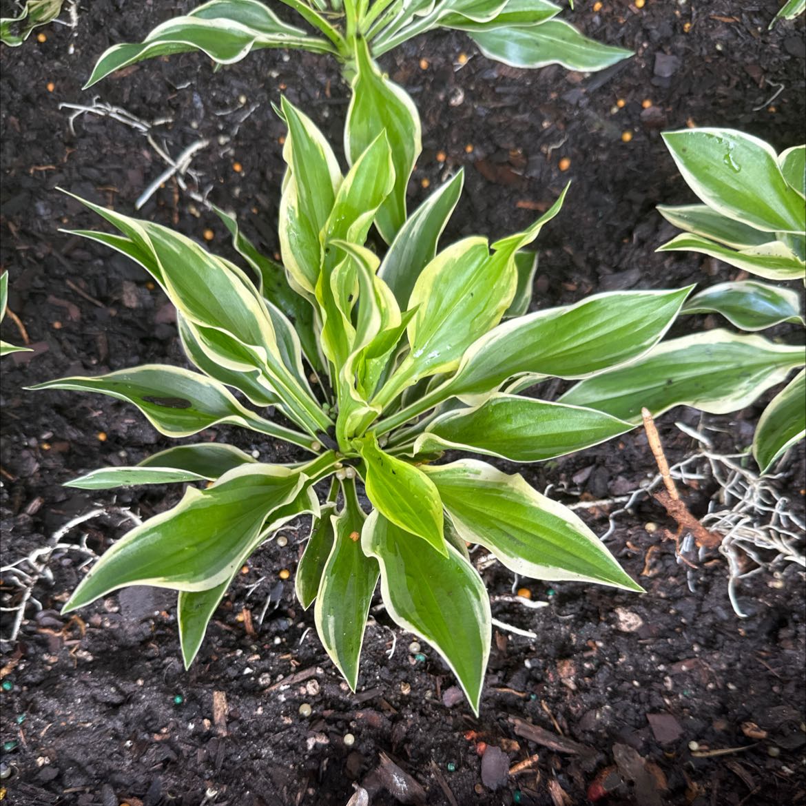 Photo of the plant species suji-gibōshi by @TryCostmary named Your plant on Greg, the plant care app