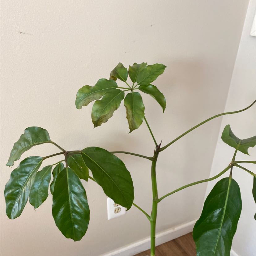Your plant
